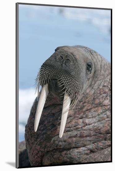 Walrus (Odobenus Rosmarinus) Close-Up of Face, Tusks and Vibrissae (Whiskers), Hauled Out-Louise Murray-Mounted Photographic Print