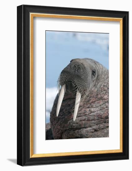 Walrus (Odobenus Rosmarinus) Close-Up of Face, Tusks and Vibrissae (Whiskers), Hauled Out-Louise Murray-Framed Photographic Print