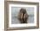 Walrus (Odobenus rosmarus) in water, Spitsbergen Island, Svalbard Archipelago, Arctic, Norway, Scan-G&M Therin-Weise-Framed Photographic Print