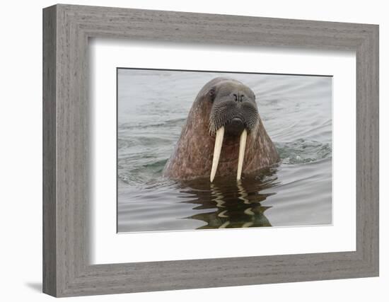 Walrus (Odobenus rosmarus) in water, Spitsbergen Island, Svalbard Archipelago, Arctic, Norway, Scan-G&M Therin-Weise-Framed Photographic Print