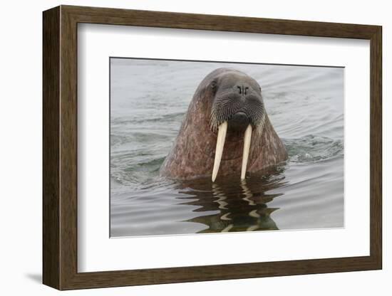 Walrus (Odobenus rosmarus) in water, Spitsbergen Island, Svalbard Archipelago, Arctic, Norway, Scan-G&M Therin-Weise-Framed Photographic Print