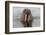 Walrus (Odobenus rosmarus) in water, Spitsbergen Island, Svalbard Archipelago, Arctic, Norway, Scan-G&M Therin-Weise-Framed Photographic Print