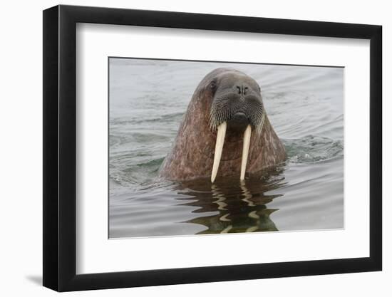 Walrus (Odobenus rosmarus) in water, Spitsbergen Island, Svalbard Archipelago, Arctic, Norway, Scan-G&M Therin-Weise-Framed Photographic Print