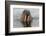 Walrus (Odobenus rosmarus) in water, Spitsbergen Island, Svalbard Archipelago, Arctic, Norway, Scan-G&M Therin-Weise-Framed Photographic Print