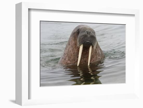 Walrus (Odobenus rosmarus) in water, Spitsbergen Island, Svalbard Archipelago, Arctic, Norway, Scan-G&M Therin-Weise-Framed Photographic Print