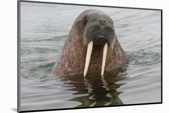 Walrus (Odobenus rosmarus) in water, Spitsbergen Island, Svalbard Archipelago, Arctic, Norway, Scan-G&M Therin-Weise-Mounted Photographic Print