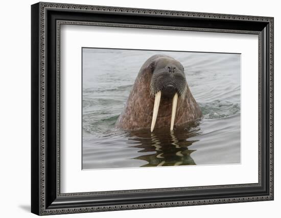 Walrus (Odobenus rosmarus) in water, Spitsbergen Island, Svalbard Archipelago, Arctic, Norway, Scan-G&M Therin-Weise-Framed Photographic Print