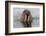 Walrus (Odobenus rosmarus) in water, Spitsbergen Island, Svalbard Archipelago, Arctic, Norway, Scan-G&M Therin-Weise-Framed Photographic Print