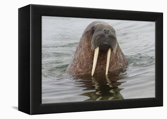 Walrus (Odobenus rosmarus) in water, Spitsbergen Island, Svalbard Archipelago, Arctic, Norway, Scan-G&M Therin-Weise-Framed Premier Image Canvas