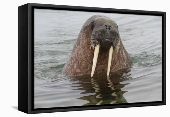 Walrus (Odobenus rosmarus) in water, Spitsbergen Island, Svalbard Archipelago, Arctic, Norway, Scan-G&M Therin-Weise-Framed Premier Image Canvas