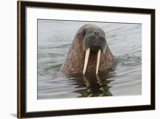 Walrus (Odobenus rosmarus) in water, Spitsbergen Island, Svalbard Archipelago, Arctic, Norway, Scan-G&M Therin-Weise-Framed Photographic Print