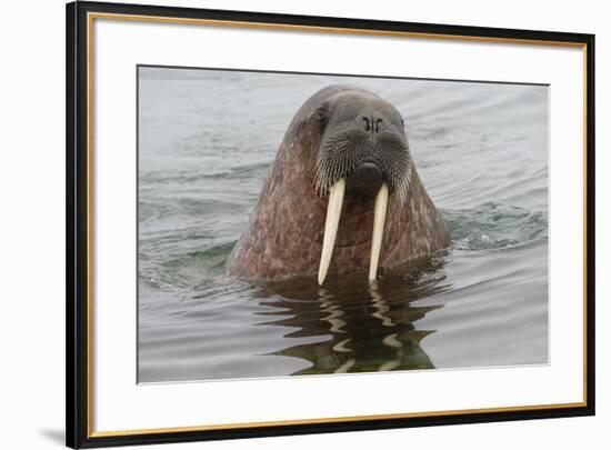 Walrus (Odobenus rosmarus) in water, Spitsbergen Island, Svalbard Archipelago, Arctic, Norway, Scan-G&M Therin-Weise-Framed Photographic Print