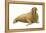 Walrus (Odobenus Rosmarus), Mammals-Encyclopaedia Britannica-Framed Stretched Canvas