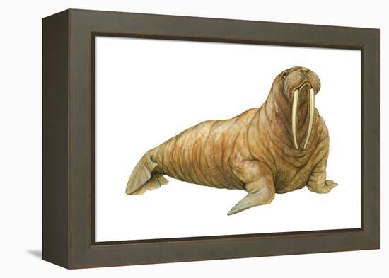 Walrus (Odobenus Rosmarus), Mammals-Encyclopaedia Britannica-Framed Stretched Canvas