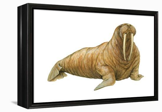Walrus (Odobenus Rosmarus), Mammals-Encyclopaedia Britannica-Framed Stretched Canvas