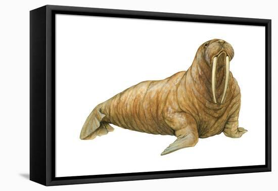 Walrus (Odobenus Rosmarus), Mammals-Encyclopaedia Britannica-Framed Stretched Canvas