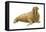 Walrus (Odobenus Rosmarus), Mammals-Encyclopaedia Britannica-Framed Stretched Canvas