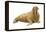 Walrus (Odobenus Rosmarus), Mammals-Encyclopaedia Britannica-Framed Stretched Canvas