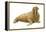 Walrus (Odobenus Rosmarus), Mammals-Encyclopaedia Britannica-Framed Stretched Canvas