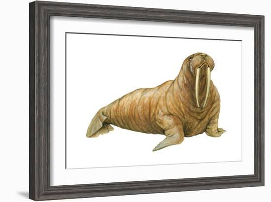 Walrus (Odobenus Rosmarus), Mammals-Encyclopaedia Britannica-Framed Art Print