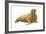 Walrus (Odobenus Rosmarus), Mammals-Encyclopaedia Britannica-Framed Art Print