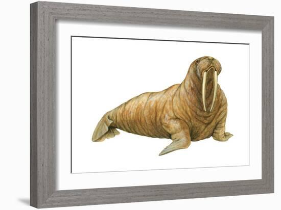 Walrus (Odobenus Rosmarus), Mammals-Encyclopaedia Britannica-Framed Art Print