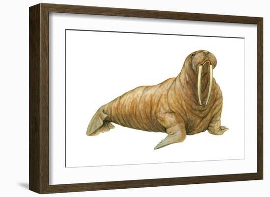 Walrus (Odobenus Rosmarus), Mammals-Encyclopaedia Britannica-Framed Art Print