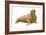 Walrus (Odobenus Rosmarus), Mammals-Encyclopaedia Britannica-Framed Art Print