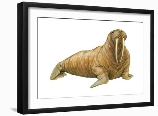 Walrus (Odobenus Rosmarus), Mammals-Encyclopaedia Britannica-Framed Art Print