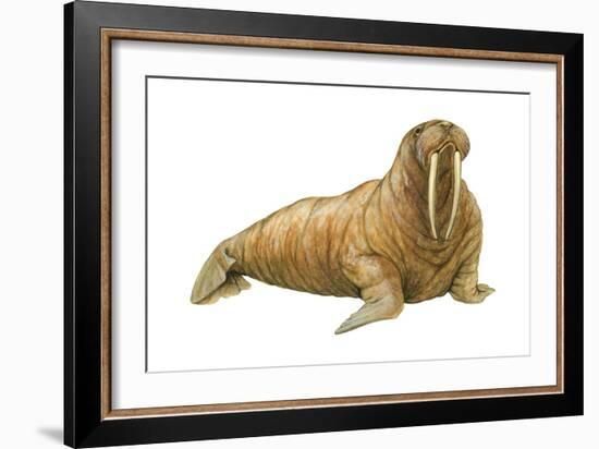 Walrus (Odobenus Rosmarus), Mammals-Encyclopaedia Britannica-Framed Art Print