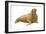 Walrus (Odobenus Rosmarus), Mammals-Encyclopaedia Britannica-Framed Art Print