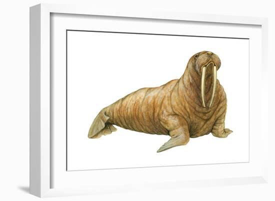 Walrus (Odobenus Rosmarus), Mammals-Encyclopaedia Britannica-Framed Art Print