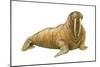 Walrus (Odobenus Rosmarus), Mammals-Encyclopaedia Britannica-Mounted Art Print