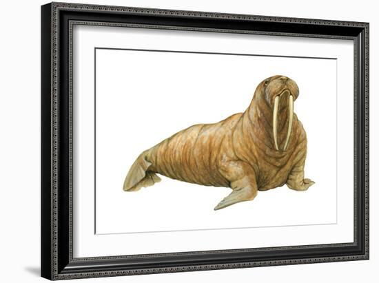 Walrus (Odobenus Rosmarus), Mammals-Encyclopaedia Britannica-Framed Art Print