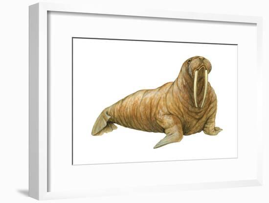 Walrus (Odobenus Rosmarus), Mammals-Encyclopaedia Britannica-Framed Art Print