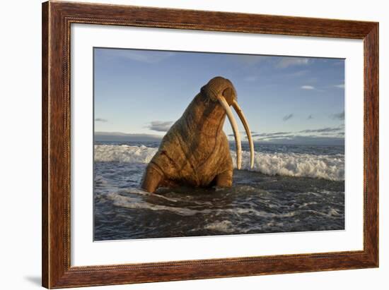 Walrus (Odobenus Rosmarus) On Coast Of Wrangel Island, Far Eastern Russia, September-Sergey Gorshkov-Framed Photographic Print