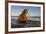 Walrus (Odobenus Rosmarus) On Coast Of Wrangel Island, Far Eastern Russia, September-Sergey Gorshkov-Framed Photographic Print