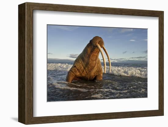 Walrus (Odobenus Rosmarus) On Coast Of Wrangel Island, Far Eastern Russia, September-Sergey Gorshkov-Framed Photographic Print