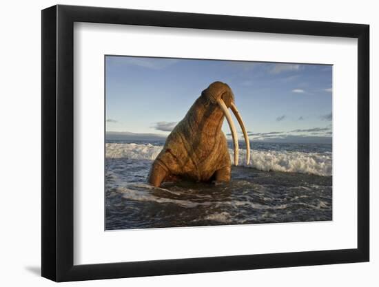 Walrus (Odobenus Rosmarus) On Coast Of Wrangel Island, Far Eastern Russia, September-Sergey Gorshkov-Framed Photographic Print