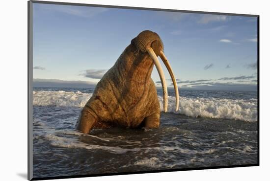 Walrus (Odobenus Rosmarus) On Coast Of Wrangel Island, Far Eastern Russia, September-Sergey Gorshkov-Mounted Photographic Print