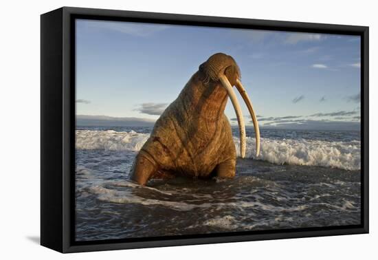 Walrus (Odobenus Rosmarus) On Coast Of Wrangel Island, Far Eastern Russia, September-Sergey Gorshkov-Framed Premier Image Canvas