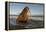 Walrus (Odobenus Rosmarus) On Coast Of Wrangel Island, Far Eastern Russia, September-Sergey Gorshkov-Framed Premier Image Canvas
