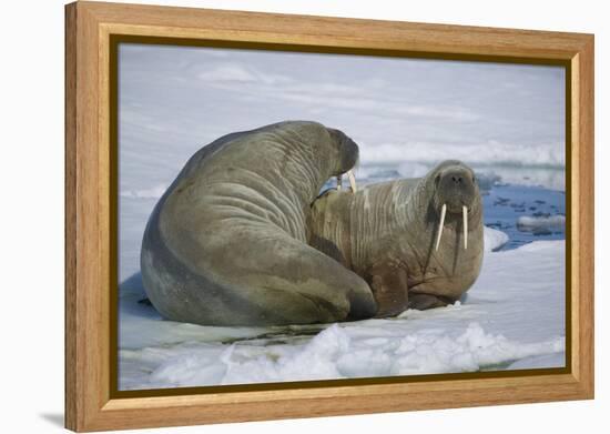 Walrus on an Ice Floe-DLILLC-Framed Premier Image Canvas