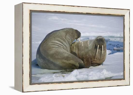 Walrus on an Ice Floe-DLILLC-Framed Premier Image Canvas