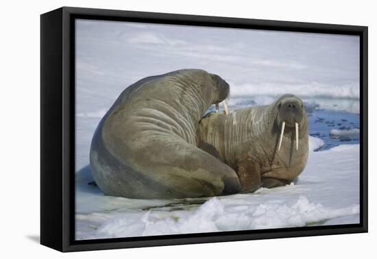 Walrus on an Ice Floe-DLILLC-Framed Premier Image Canvas