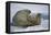 Walrus on an Ice Floe-DLILLC-Framed Premier Image Canvas