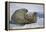 Walrus on an Ice Floe-DLILLC-Framed Premier Image Canvas