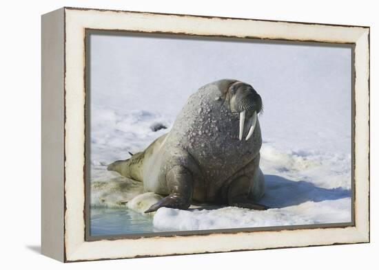 Walrus on an Ice Floe-DLILLC-Framed Premier Image Canvas