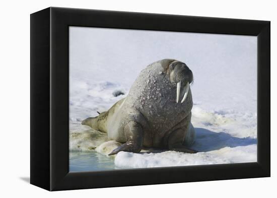 Walrus on an Ice Floe-DLILLC-Framed Premier Image Canvas