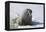 Walrus on an Ice Floe-DLILLC-Framed Premier Image Canvas